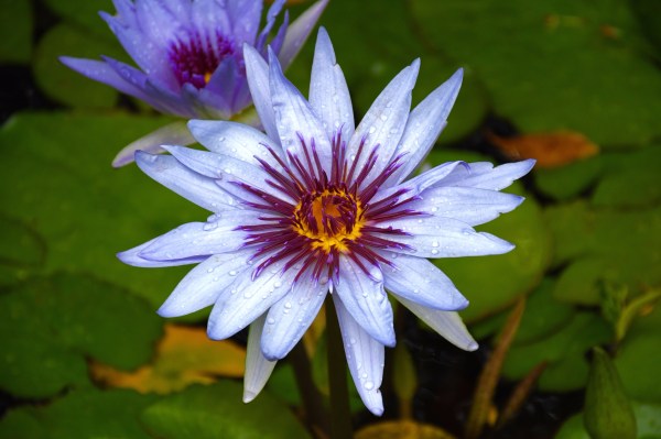 Water Droplets on Flower
